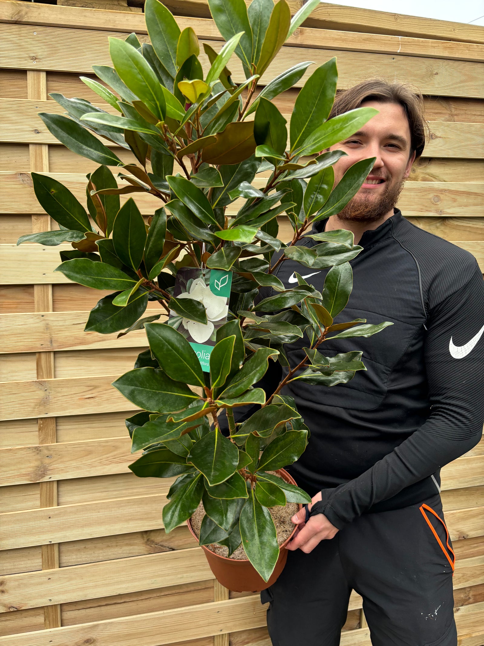 A person in black Nike attire smiles while holding an Evergreen Magnolia (Magnolia grandiflora, 50-60cm or 90-100cm) with glossy green leaves, standing before a wooden fence.