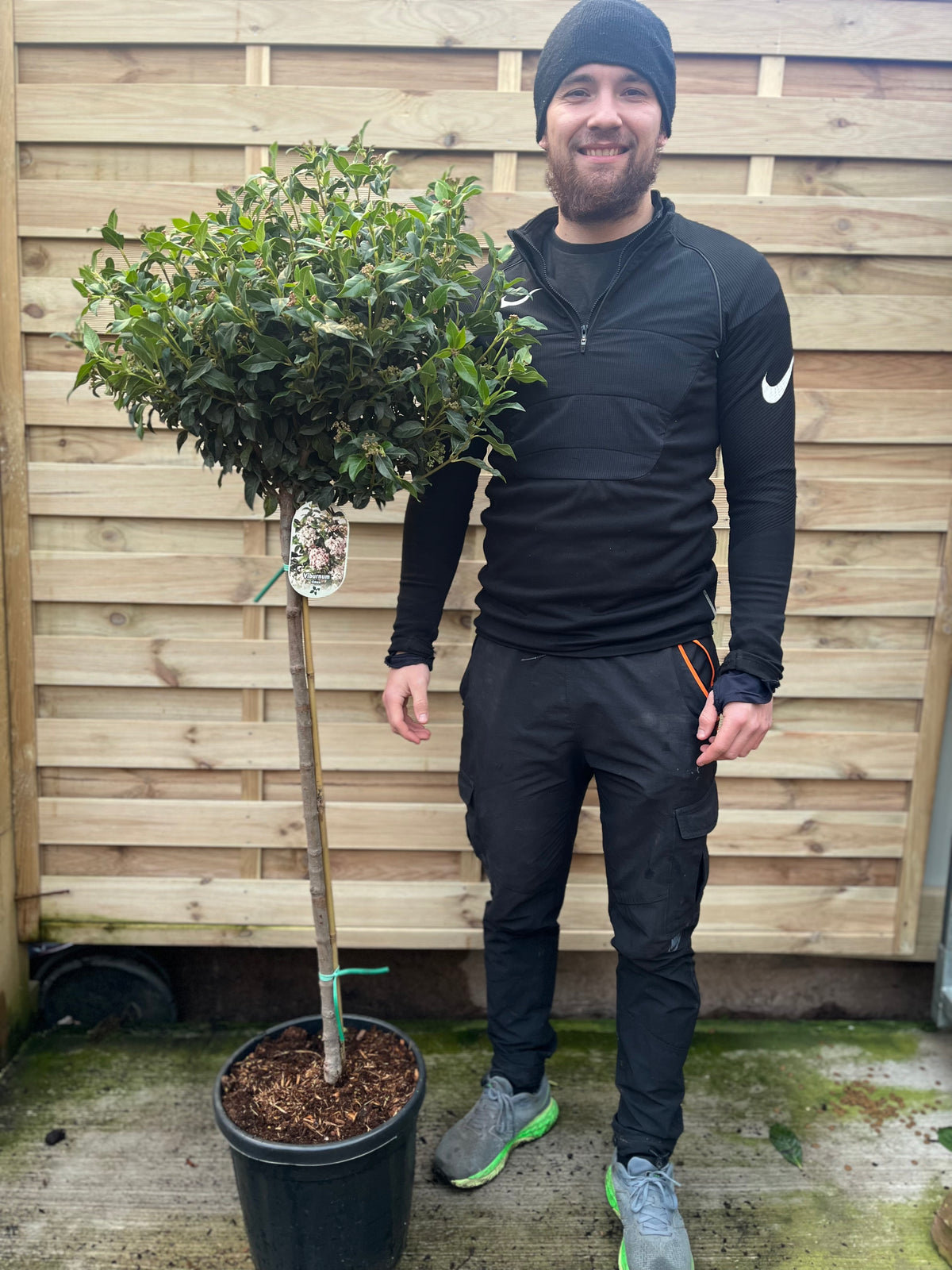 A man in black athletic wear and a beanie stands on a patio by a Half Standard Viburnum tinus &#39;Eve Price,&#39; an evergreen shrub with a round, leafy top awarded the RHS Award of Garden Merit. A wooden fence is behind him as he smiles at the camera.