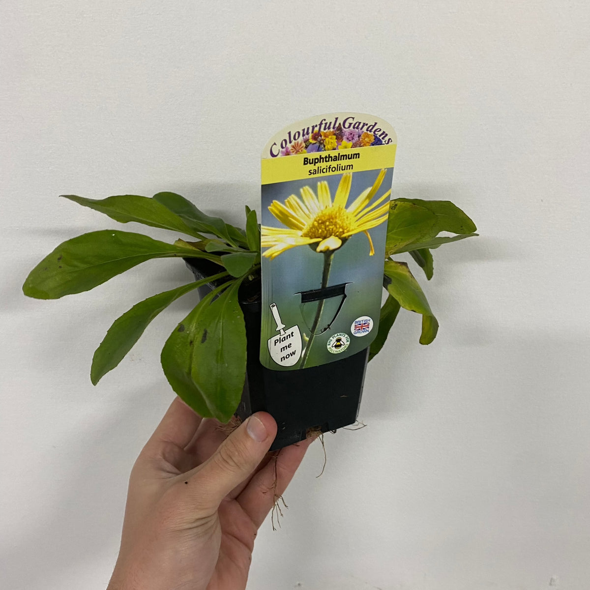 A hand holds a Buphthalmum &#39;Salicifolium&#39; 9cm potted plant with green leaves and a label featuring yellow daisy flowers. The label reads Colourful Gardens. Known as Yellow Ox-eye, this hardy border perennial is set against a plain white wall.