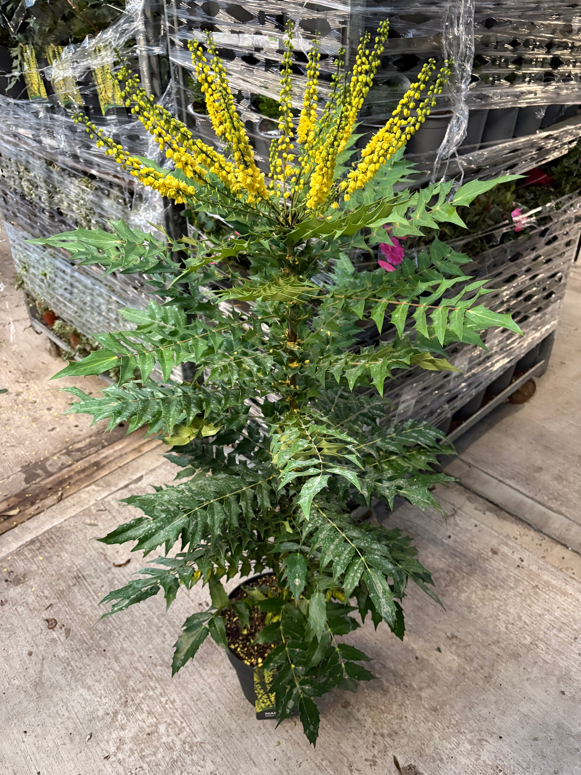 Mahonia 'Winter Sun' 11cm
