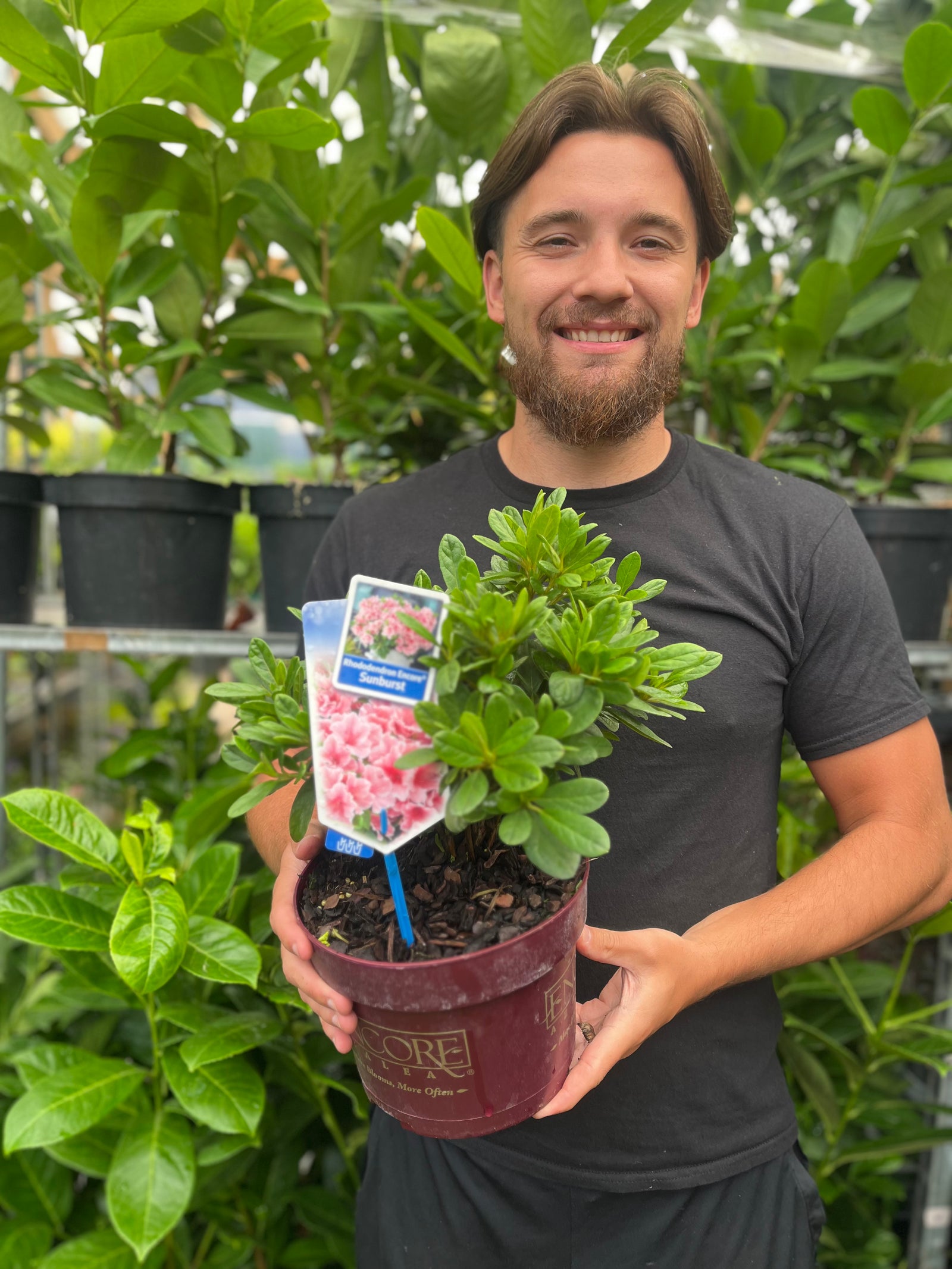 Azalea Encore 'Sunburst' 3L