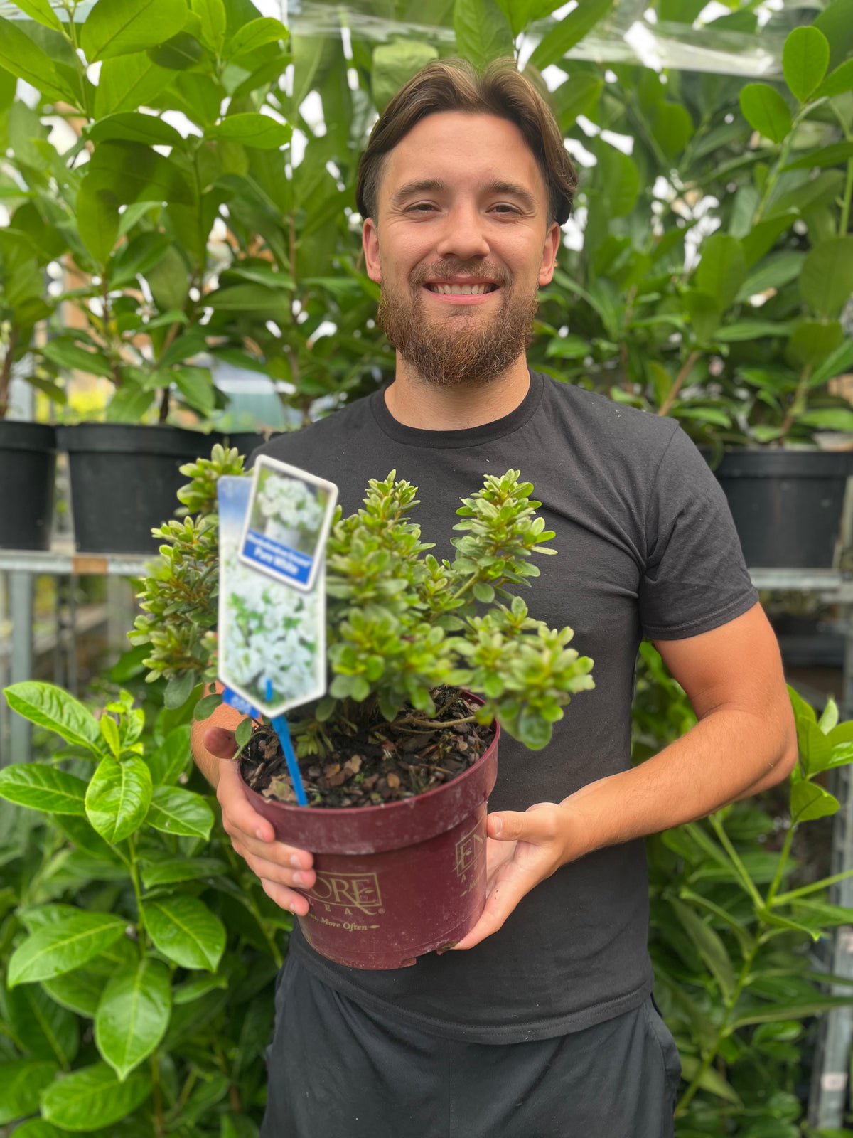 Azalea Encore &#39;Autumn Pure White&#39; 3L