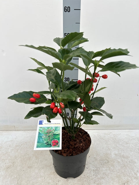 Aucuba japonica &#39;Rozannie&#39; 9cm / 2L