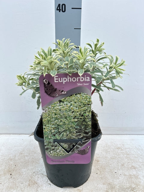 Euphorbia characias &#39;Silver Swan&#39; 2L