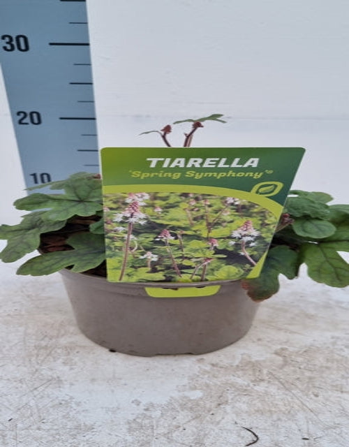 A Tiarella &#39;Spring Symphony&#39; 9cm / 2L, a shade-loving perennial with green leaves, is displayed with its name label and photo in front of a vertical measuring chart on a white background.