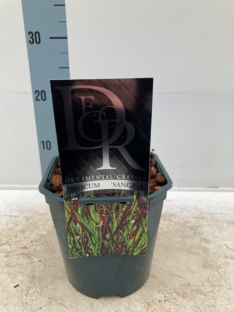 A hand holds a Panicum virgatum 'Sangria' 2L pot with a deciduous grass showing long, narrow green leaves and subtle red tips, in front of a wooden fence. The pot has an attached label featuring images and text.