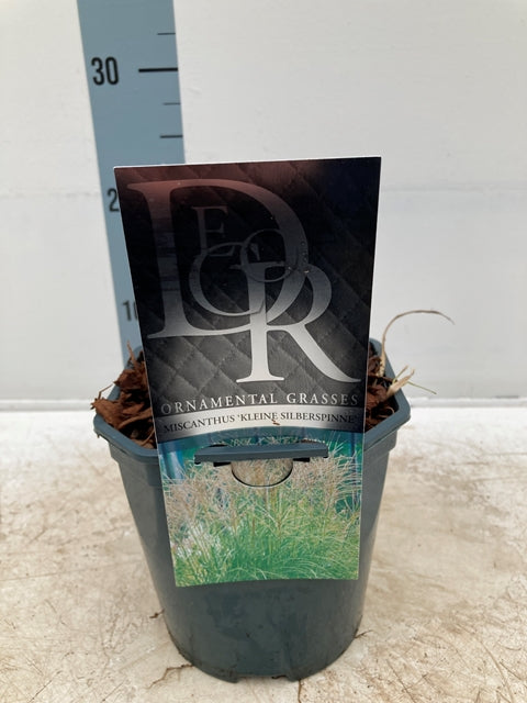 Miscanthus sinensis &#39;Kleine Silberspinne&#39; 2L