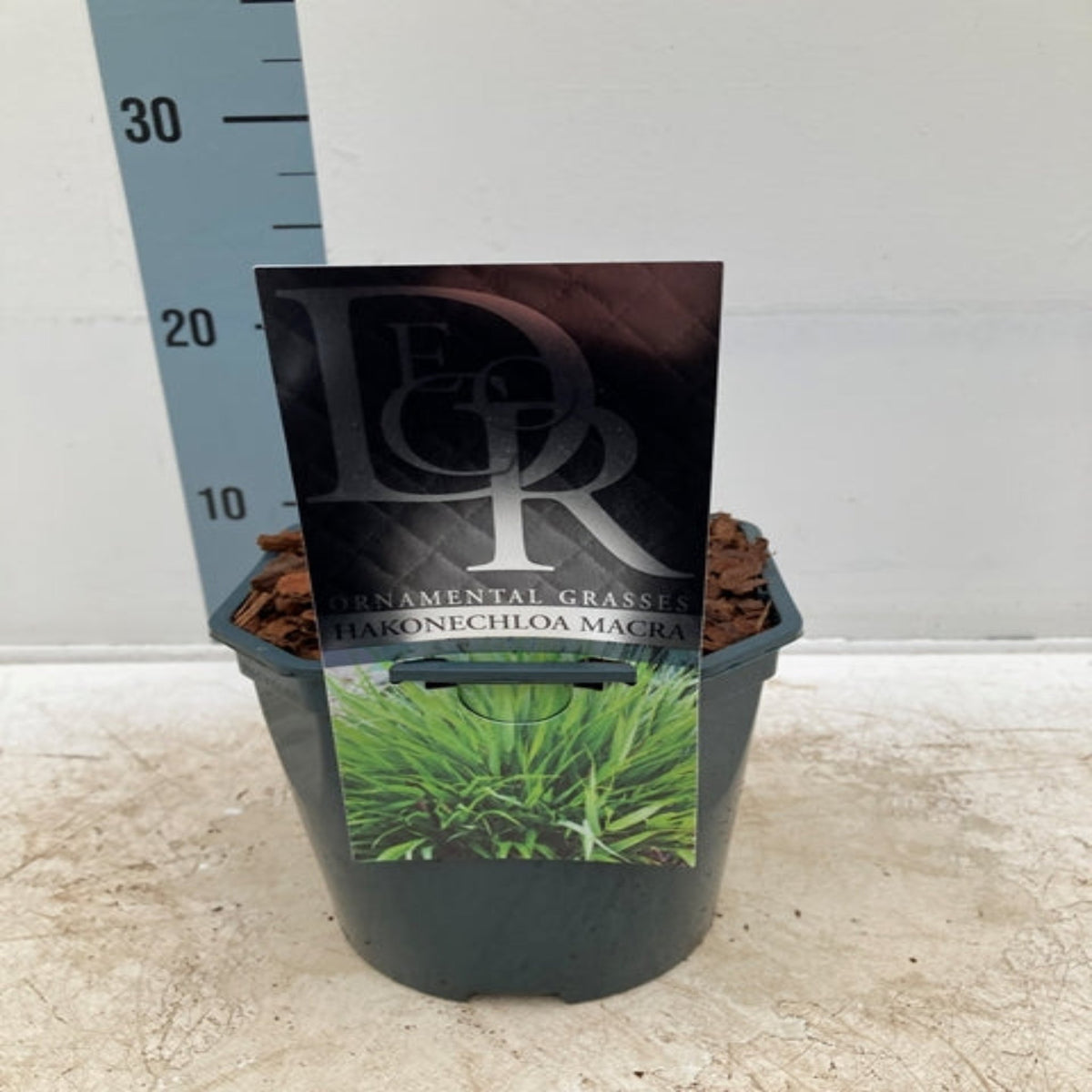 A small Hakonechloa macra Grass 9cm / 2L in a pot is placed before a vertical measurement scale on a white background, with a label showing lush green grass and the product name.