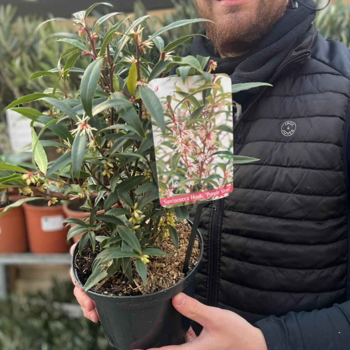 A person in a black jacket holds a 2L pot of Sarcococca hookeriana &#39;Purple Stem&#39;, an evergreen shrub with long, narrow leaves and fragrant winter flowers; a plant label with its image and name is attached.