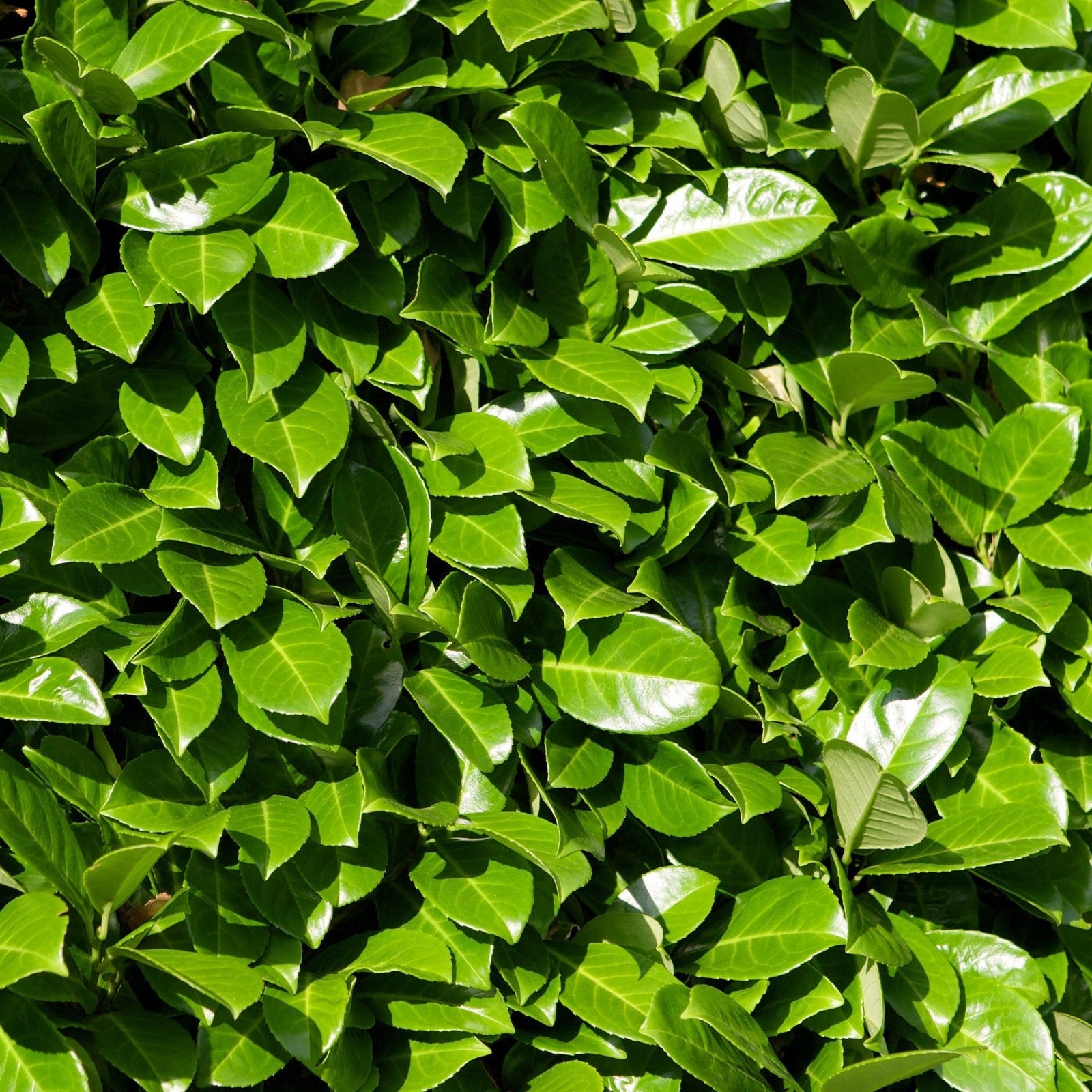 The 4-5ft Established Bushy ROOTBALL Cherry Laurel Hedge Plants (120-150cm) feature dense clusters of glossy green leaves, forming a lush, vibrant foliage background and adding a fresh, healthy appearance to any garden.