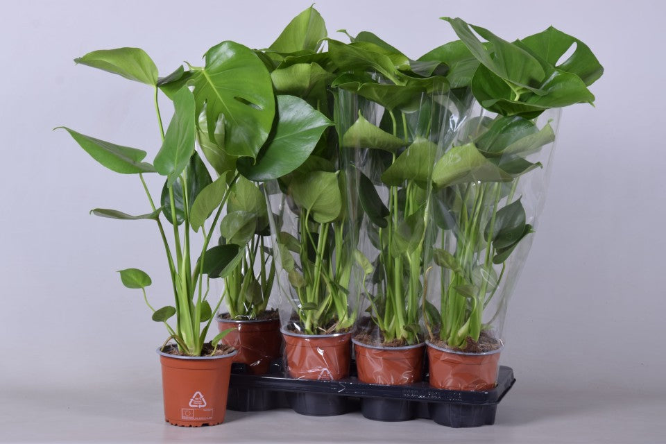 Monstera Deliciosa (Swiss Cheese) (50-60cm)