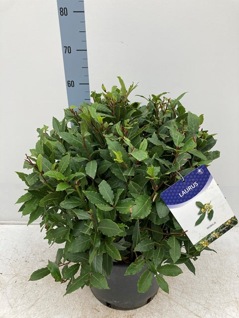 An Established Laurus Nobilis Ball (Bay Leaf Ball) in 10L, 15L, 24L, or 30L pots stands about 40 cm tall with dense, evergreen foliage—a great choice for creating stylish patio balls or Bay Balls displays. Plant tag included.