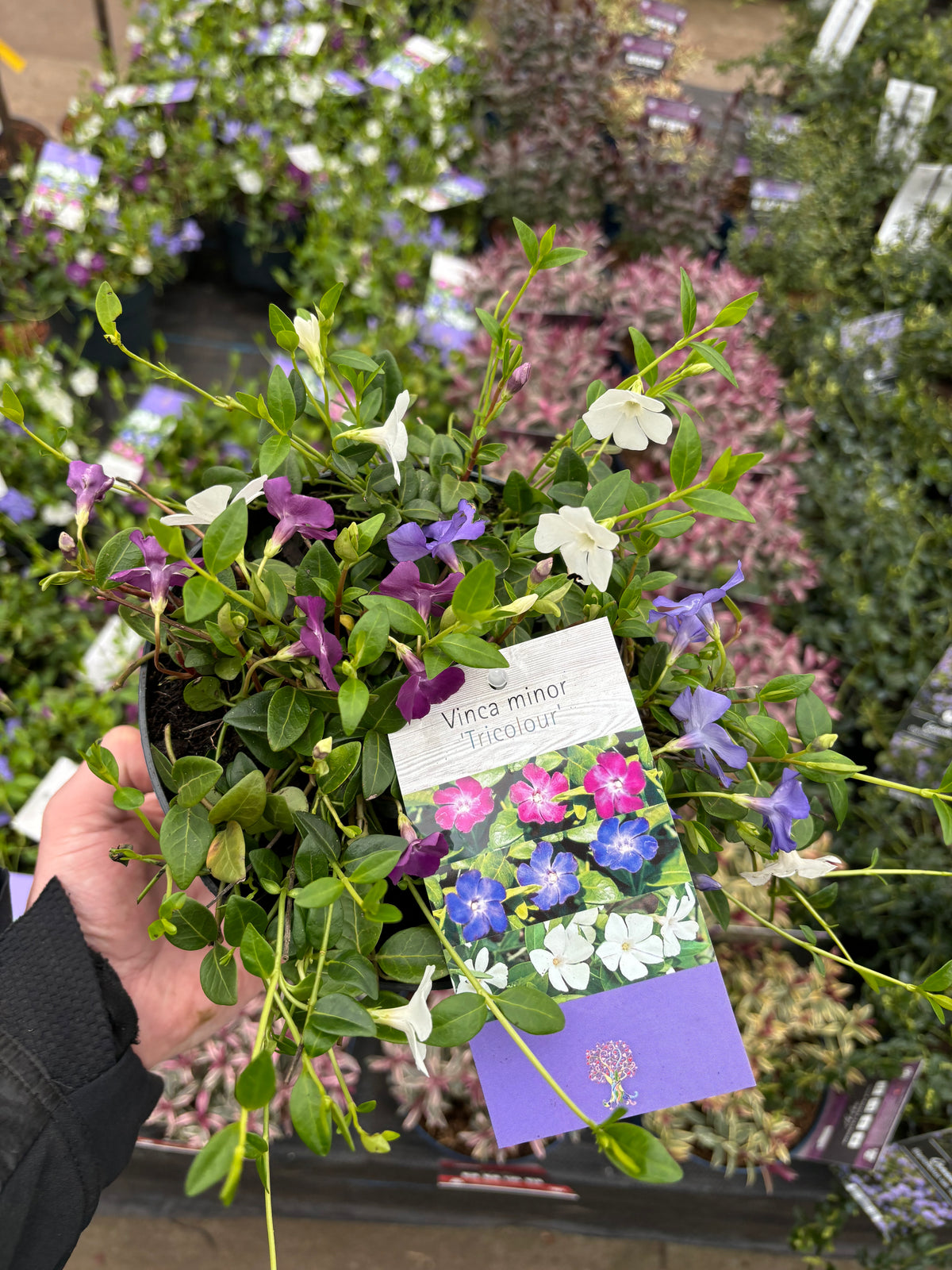 A hand holds a 2L Vinca minor Tricolour (Periwinkle) with small purple, pink, and white flowers; this evergreen ground cover is shown among similar plants at a garden center.