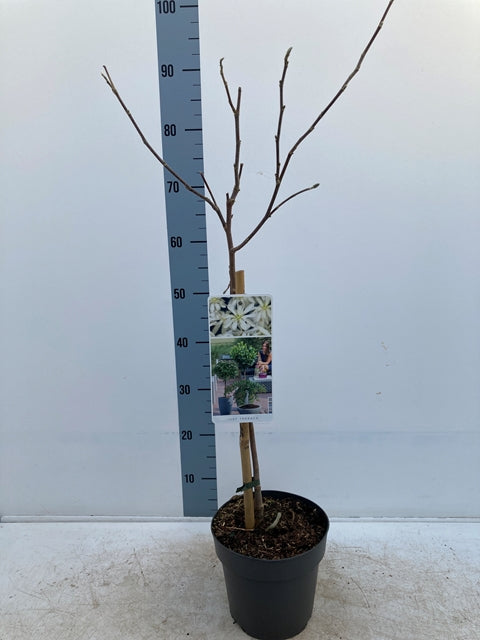 A Magnolia stellata Standard Tree (Star Magnolia), 90-100cm tall, with bare branches in a black pot stands before a height chart. A tag with white star-shaped flowers is attached to its trunk, which is supported by a small stick.