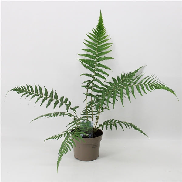 Dicksonia antarctica &#39;Tree Fern&#39; 1/2/5L is a graceful garden fern that thrives beautifully as a potted plant.