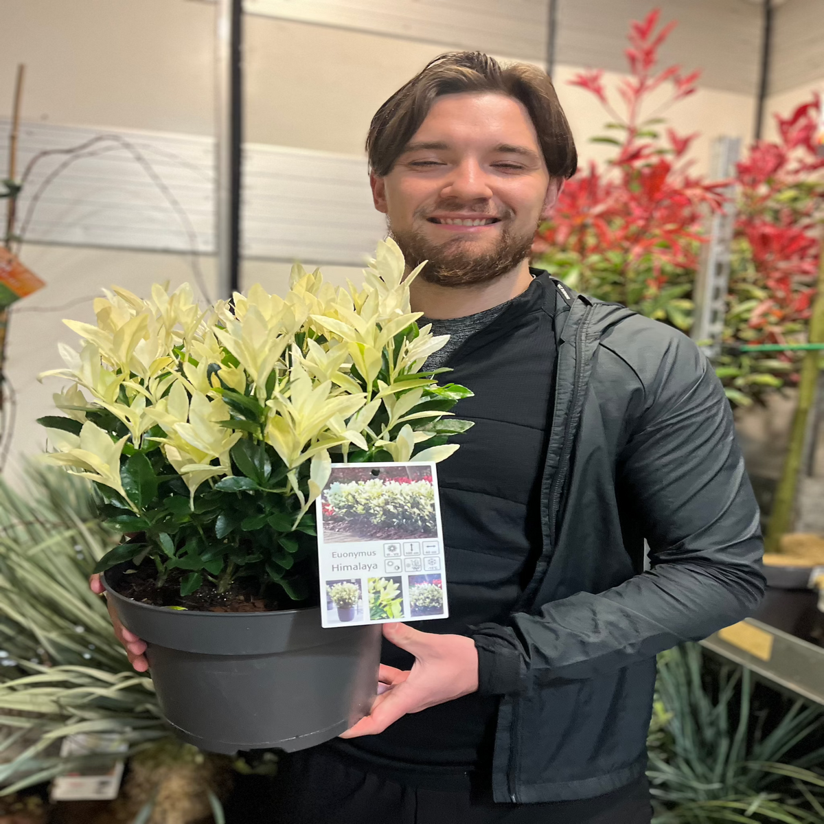 Euonymus japonica &#39;Himalaya&#39; 9cm/2L/5L