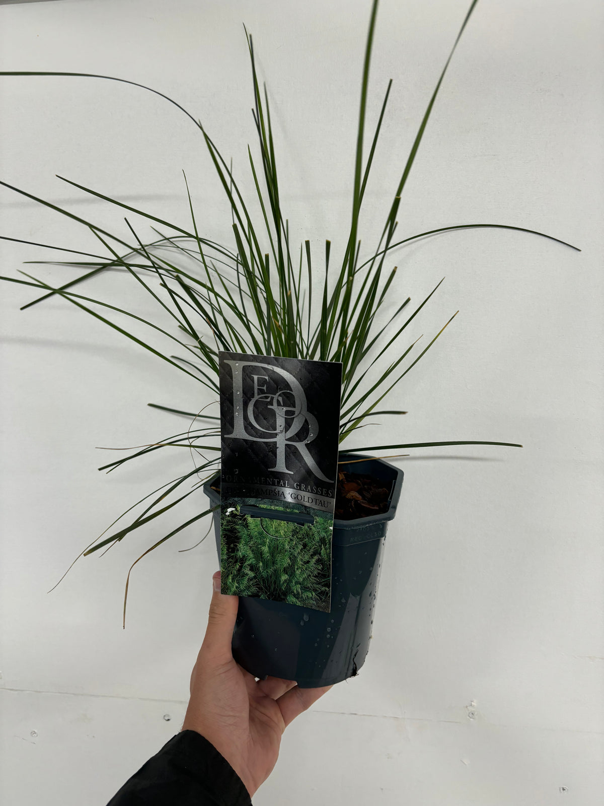 A hand holds a Deschampsia &#39;Goldtau&#39; 2L ornamental grass with long, thin green leaves in a small pot. A plant tag featuring images and text is attached, shown against a plain white background.