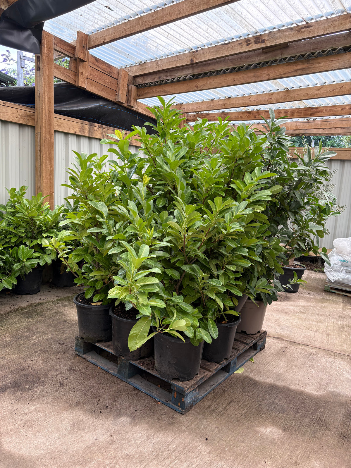 4-5ft Bushy Potted Cherry Laurel Hedging (120-150cm) 20L