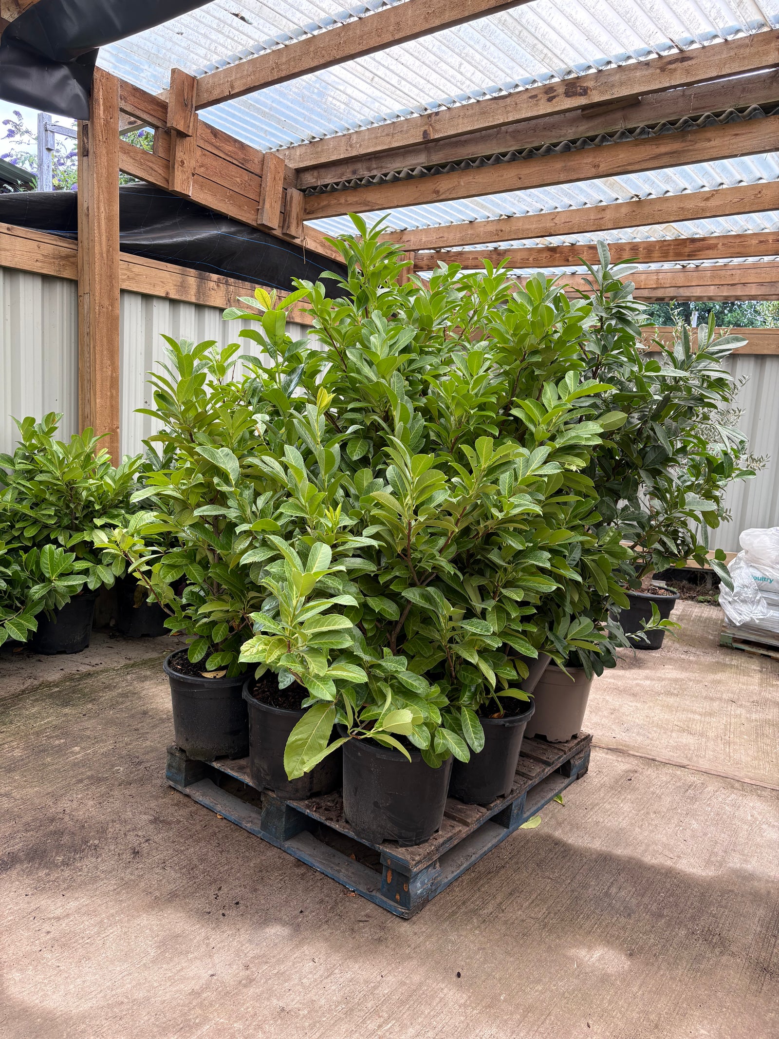 4-5ft Bushy Potted Cherry Laurel Hedging (120-150cm) 20L