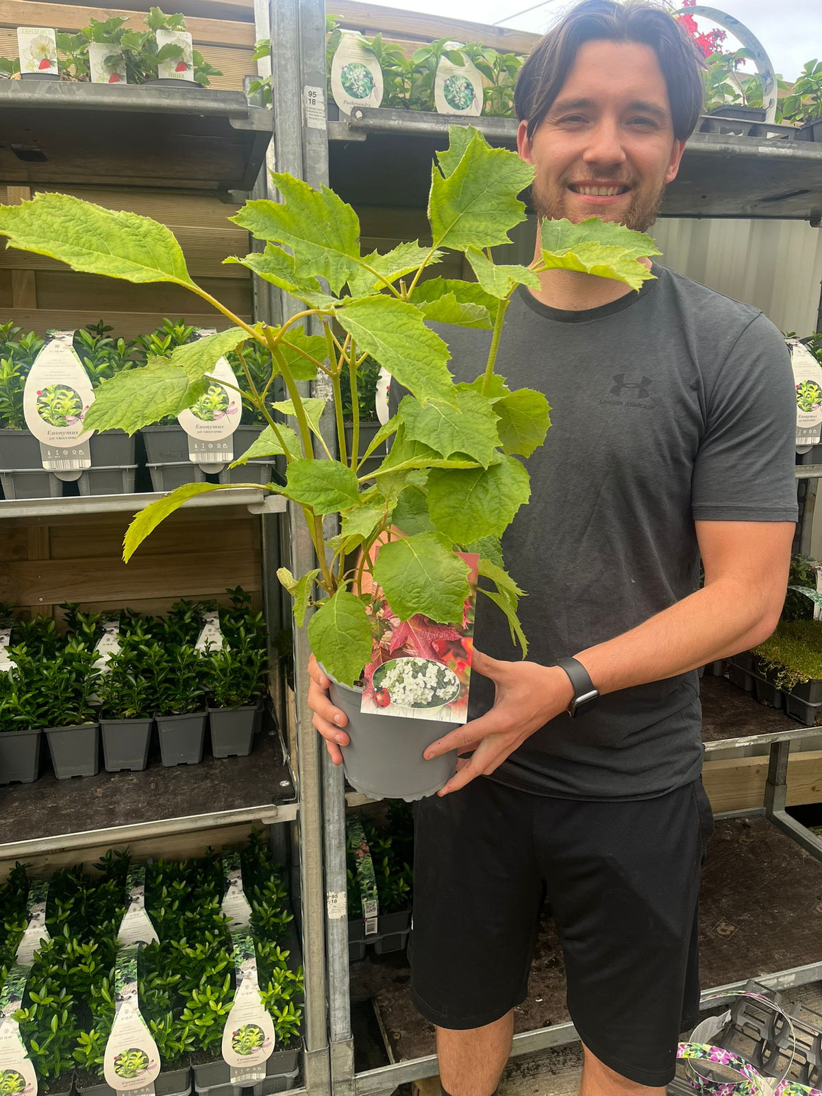 Hydrangea quercifolia &#39;Snow Flake&#39; (Oak Leaf Hydrangea) - 2.5L