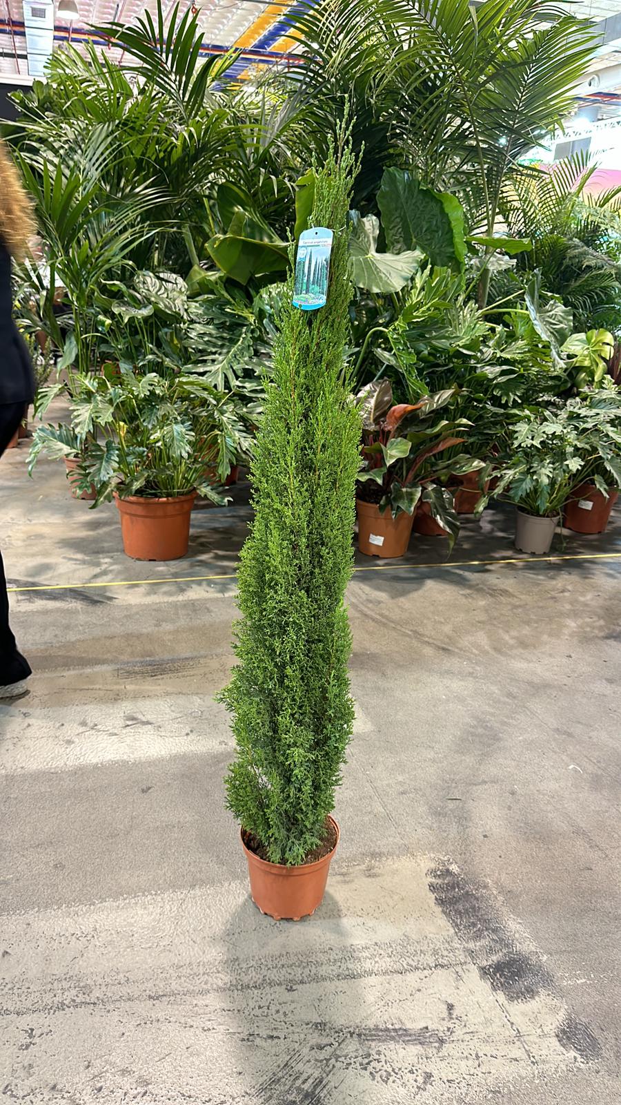 A Cupressus sempervivrens Totem (Italian Cypress) 50-60cm, 140-150cm stands indoors on a concrete floor, surrounded by leafy green potted plants. A blue tag is attached to the top of the main plant.