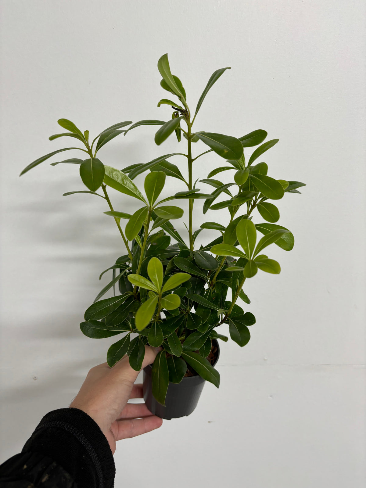 A hand holds a Pittosporum tobira &#39;Nanum&#39; 9cm, a compact evergreen shrub with glossy green leaves, against a plain white background.