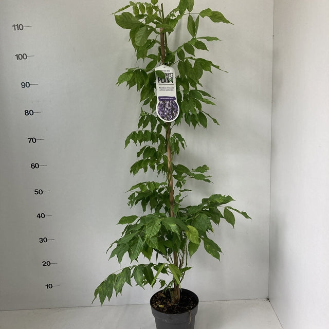 Wisteria sinensis ‘Prolific’ 2L 100-120cm