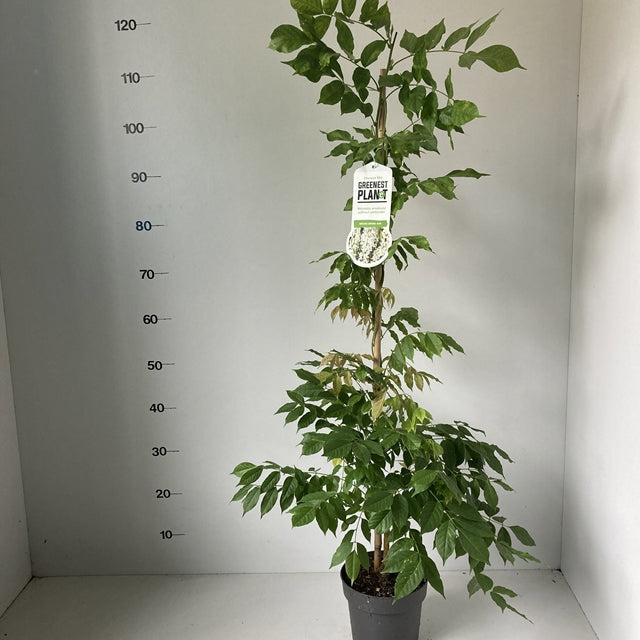A Wisteria sinensis &#39;Alba&#39; 2L (100-120cm), a deciduous white-flowering climber with multiple stems and lush leaves, stands before a height charted white wall. Its Greener Planet tag notes the RHS Award of Garden Merit.