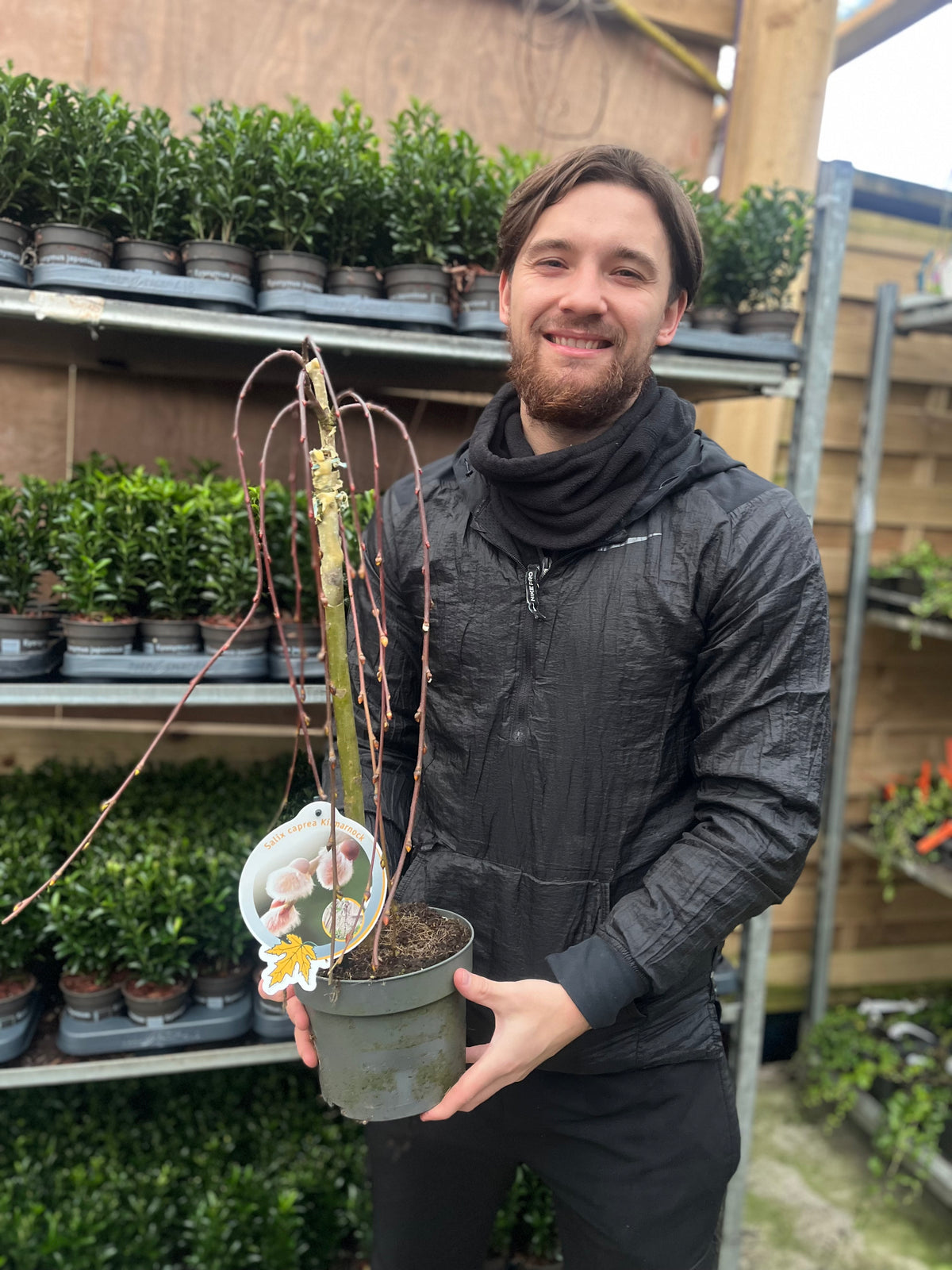 Salix &#39;Kilmarnock&#39; Weeping Willow Standard