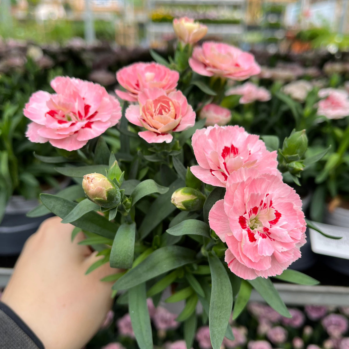 A hand holds a Dianthus Red Star (9cm growers pot) with vibrant pink blooms and green leaves—one of many summer-flowering perennials. Potted flowers and lush greenery fill the garden center in the background.