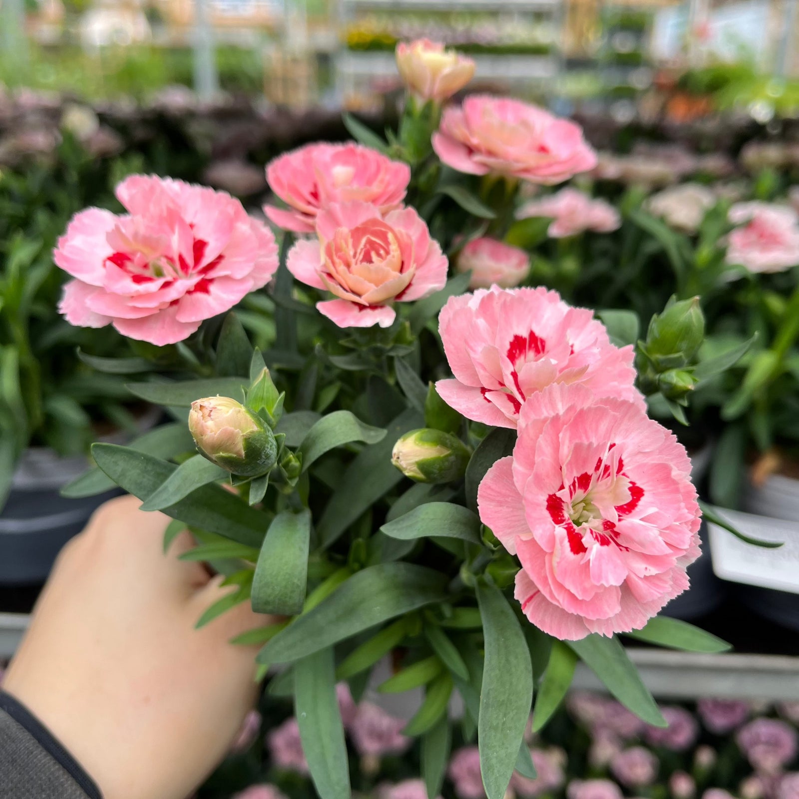 A hand holds a Dianthus Red Star (9cm growers pot) with vibrant pink blooms and green leaves—one of many summer-flowering perennials. Potted flowers and lush greenery fill the garden center in the background.