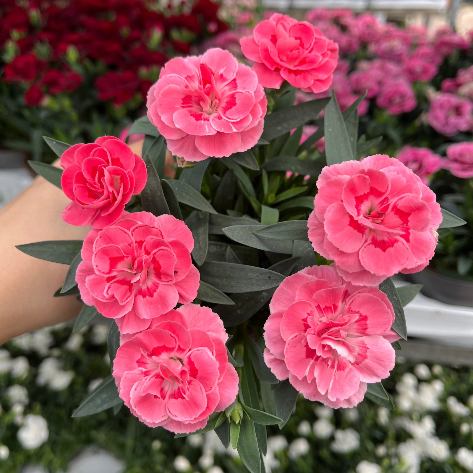 Dianthus Oscar Pink (9cm growers pot)