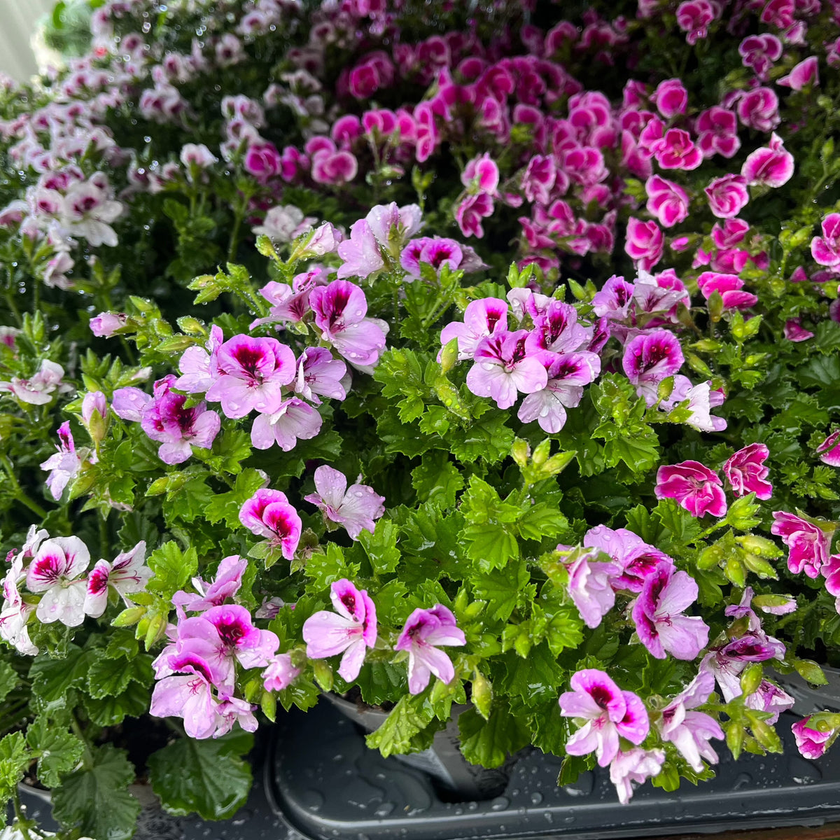 Scented Pelargonium (Scented Geranium) 1.5L Our Choice features lush green leaves and clusters of vibrant pink and purple blooms. These patio containers are displayed closely together for a stunning floral display.