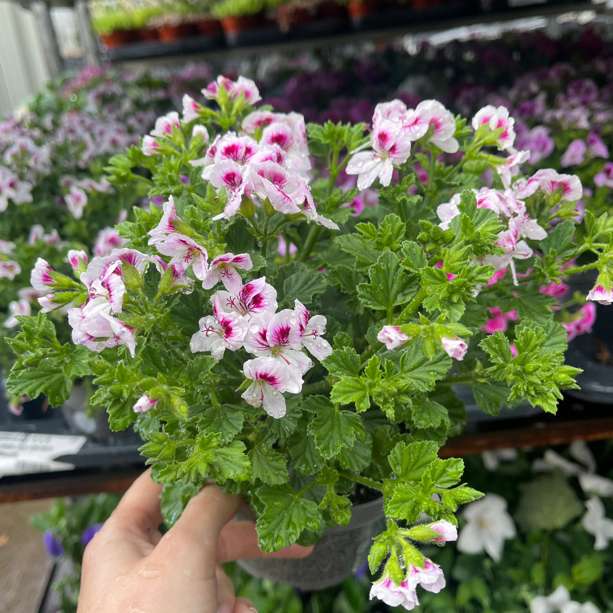 A hand holds a Scented Pelargonium (Scented Geranium) 1.5L Our Choice, showing ruffled green leaves and pink and white blooms; more of these half-hardy annuals are displayed on shelves, ideal for patio containers.