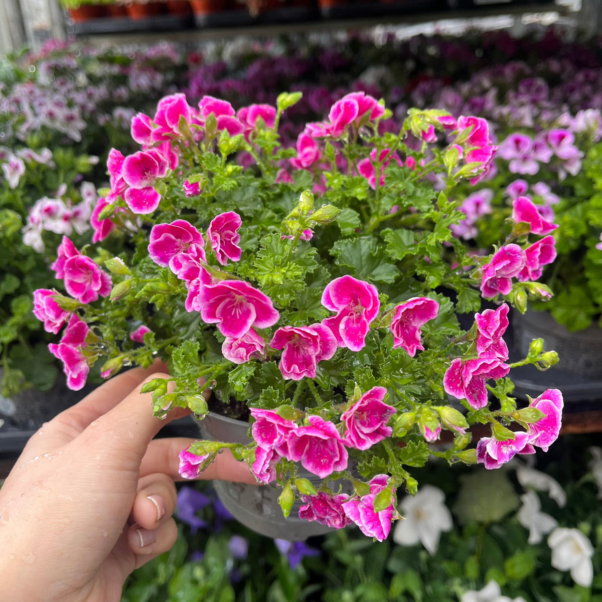 A hand holds a Scented Pelargonium (Scented Geranium) 1.5L Our Choice, displaying its vibrant pink and white blooms—ideal for patio containers or adding seasonal color as a half hardy annual among similar flowering plants.