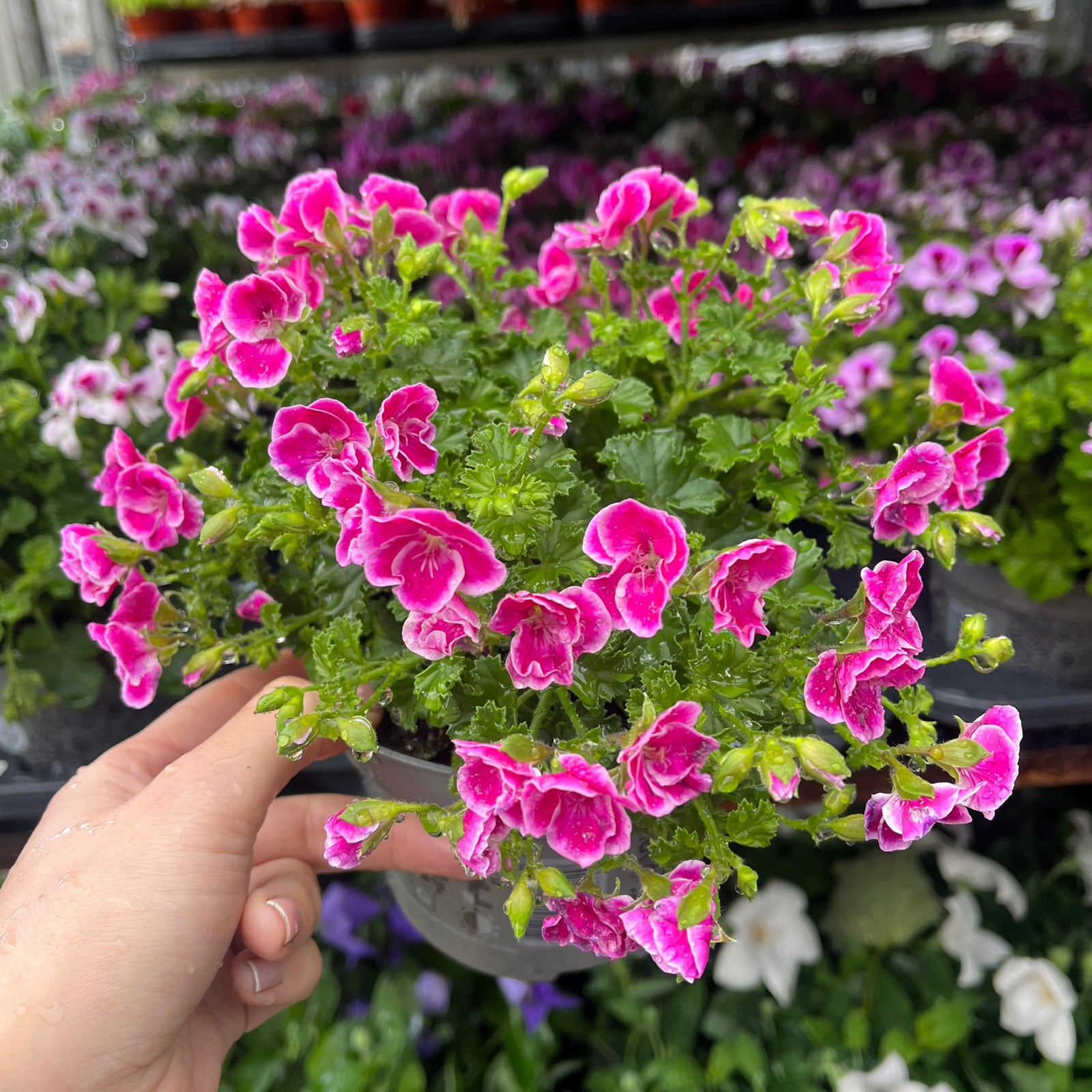 A hand holds a Scented Pelargonium (Scented Geranium) 1.5L Our Choice, displaying its vibrant pink and white blooms—ideal for patio containers or adding seasonal color as a half hardy annual among similar flowering plants.
