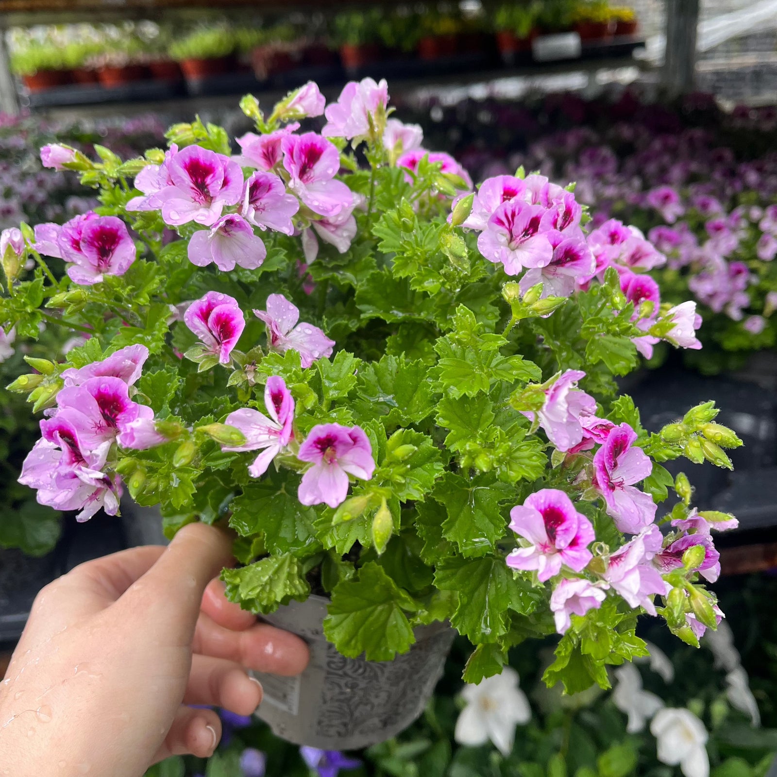 A hand holds a Scented Pelargonium (Scented Geranium) 1.5L Our Choice, displaying its vibrant pink and white blooms—ideal for patio containers or adding seasonal color as a half hardy annual among similar flowering plants.