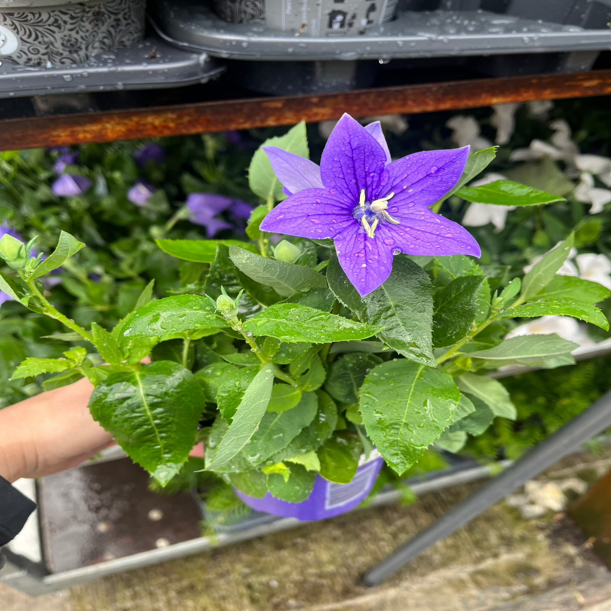 Platycodon grandiflora Blue 1.5L