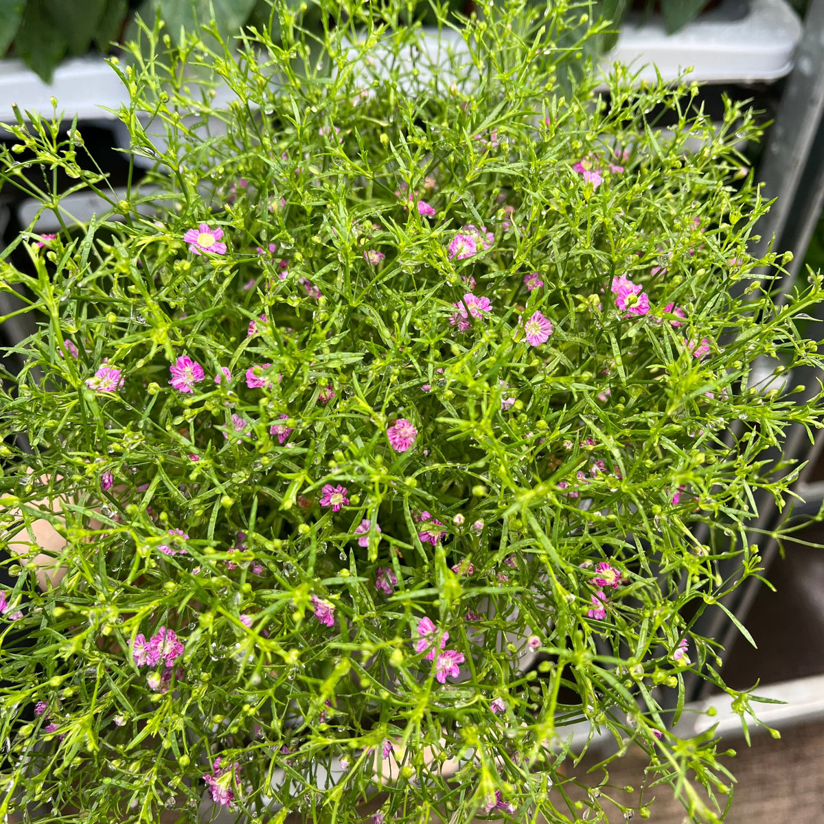 Gypsophila Rose 1.5L