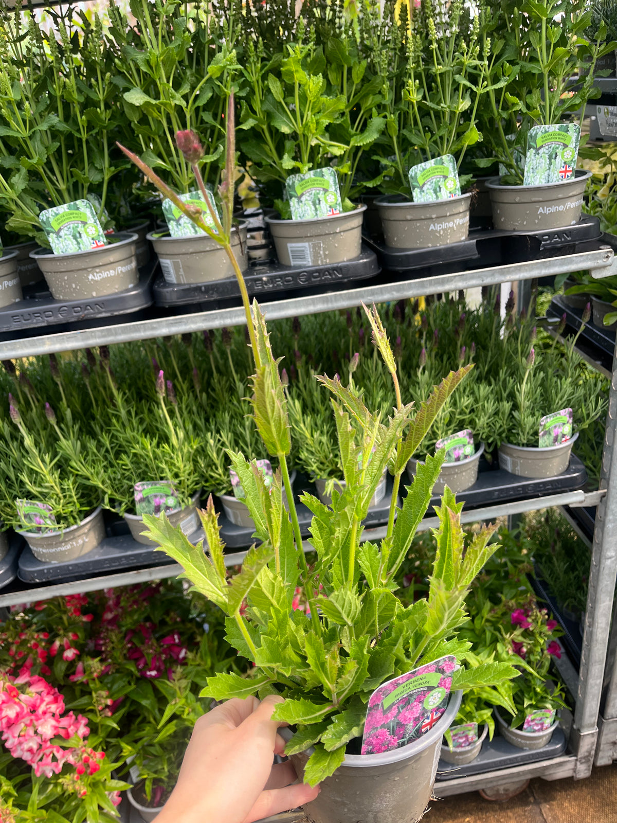 A hand holds a Verbena &#39;Rigida&#39; (9cm/1.5L/2L) in front of shelves lined with similar perennial herbaceous plants in gray pots at a garden center, with plant labels featuring images and descriptions visible on many pots.