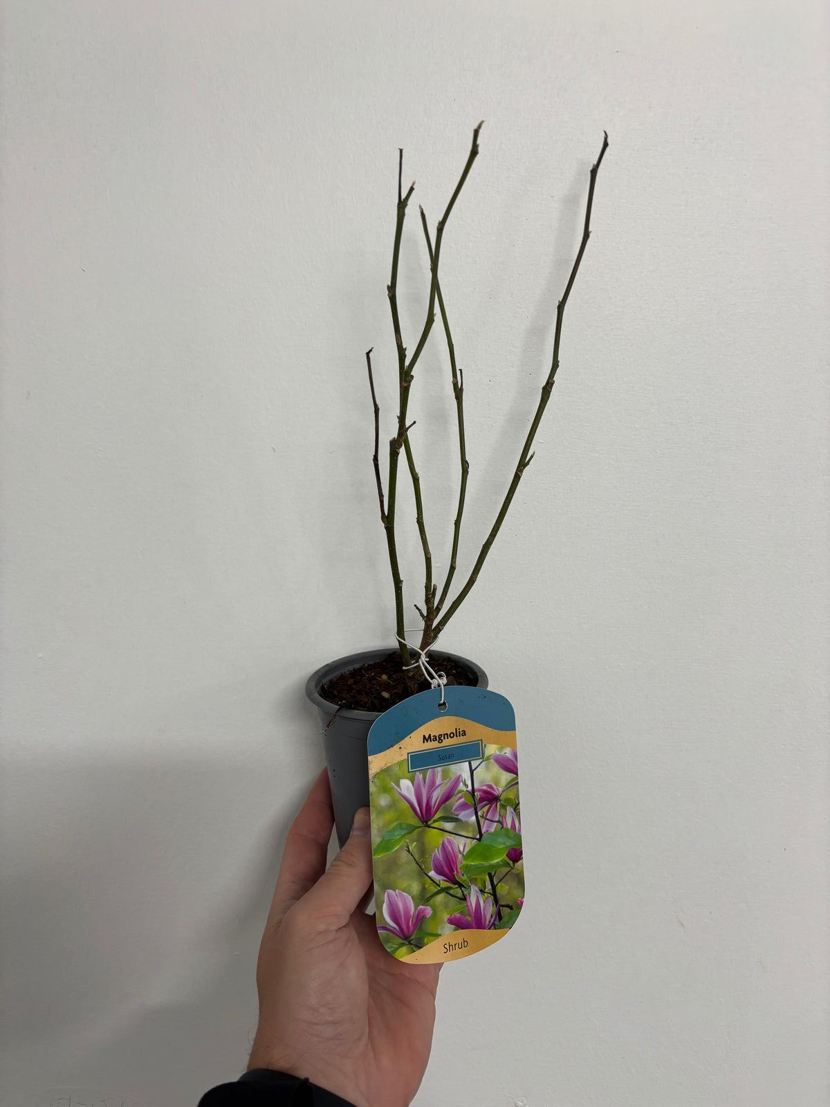 A hand holds a small potted Magnolia &#39;Susan&#39; (9cm - 3L) with bare stems. The label shows fragrant pink and white flowers, “Magnolia” above “Shrub,” against a plain white wall background.