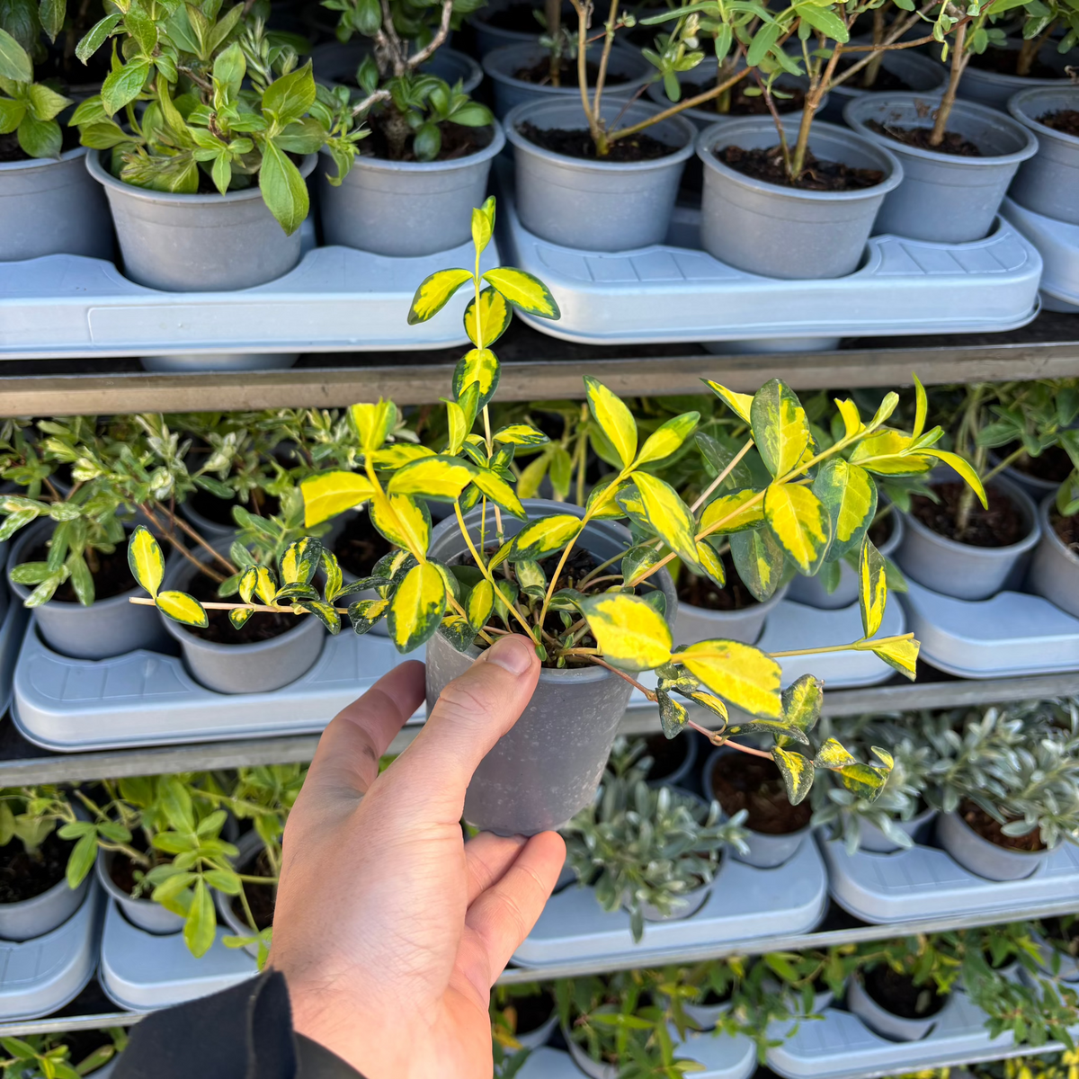 Vinca minor &#39;illumination&#39; (periwinkle) 9cm
