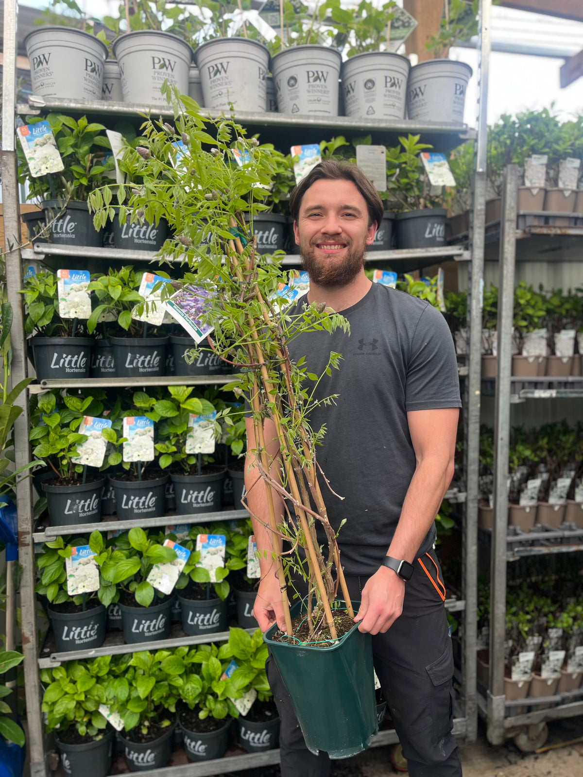 A dark-haired, bearded man in a gray T-shirt stands in a garden center holding a potted plant, with shelves behind him displaying lush greenery and Wisteria sinensis &#39;Amethyst Falls&#39; Pyramid 110cm 5L in decorative pots.