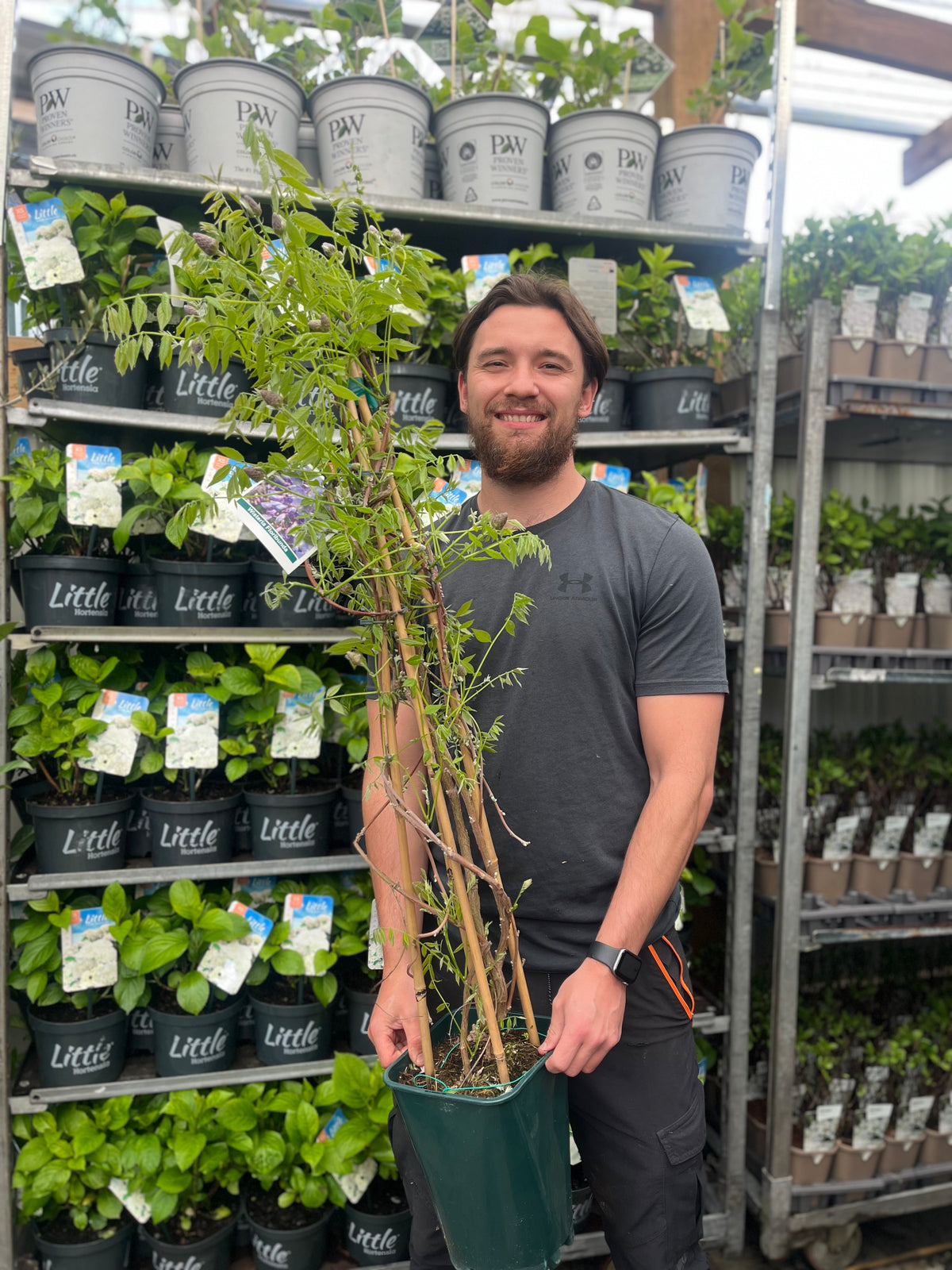 A bearded man smiles while holding a Wisteria sinensis &#39;Amethyst Falls&#39; Pyramid 110cm 5L in a garden center, surrounded by shelves of fragrant wisteria plants and pots.