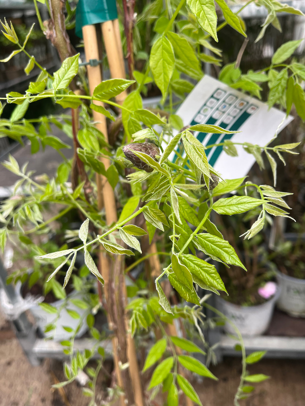 Close-up of Wisteria sinensis &#39;Amethyst Falls&#39; Pyramid 110cm 5L in a pot, featuring slender green leaves and a young vine climbing a bamboo support. A white care tag appears in the blurred background.