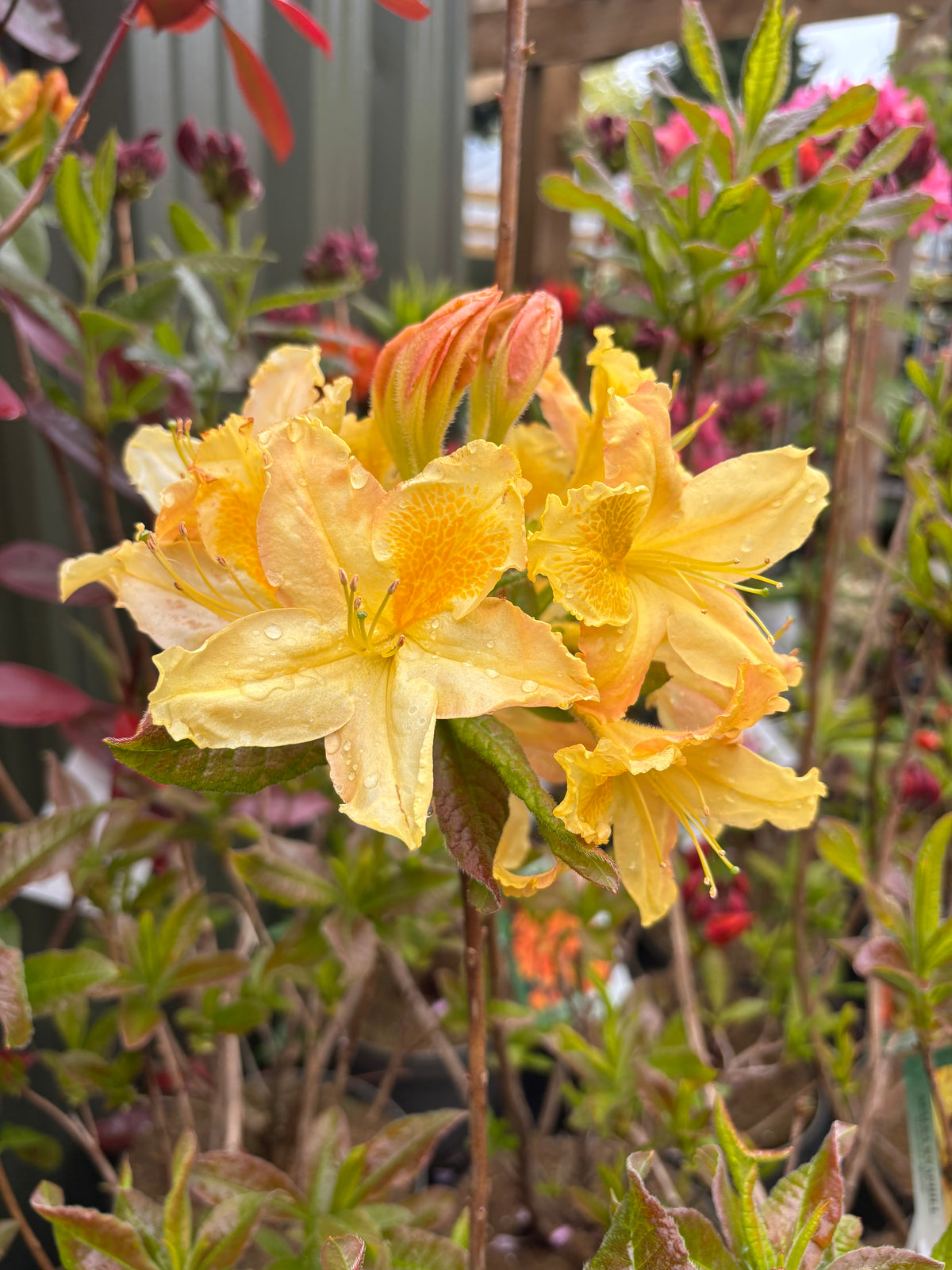 Azalea knaphill &#39;Harvest Moon&#39; 5L (80-90cm inc. pot)