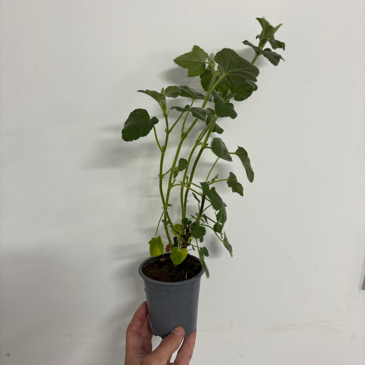A hand holds a small gray plastic pot with a green Lavatera &#39;Burgundy Wine&#39; plant (9cm / 2L / 3L), known for its burgundy-red blooms, set against a white background.