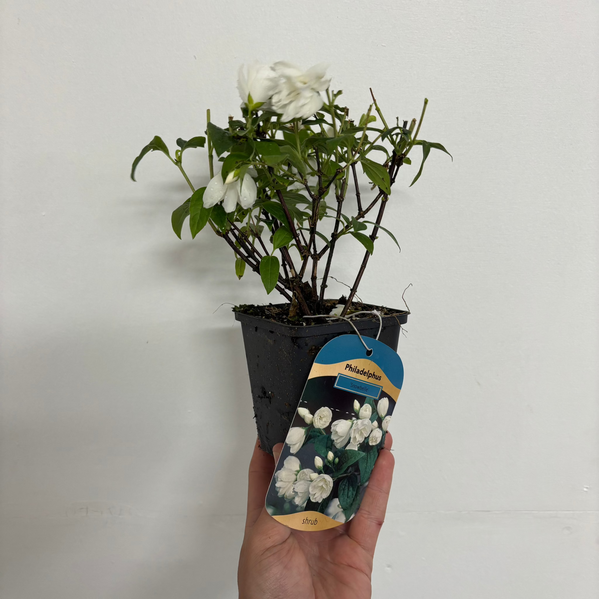 A hand holds a Philadelphus &#39;Snowbelle&#39; in a small black pot (9cm/1L/2L/5L). A plant tag displays its fragrant white blooms, while the background is a plain white wall.