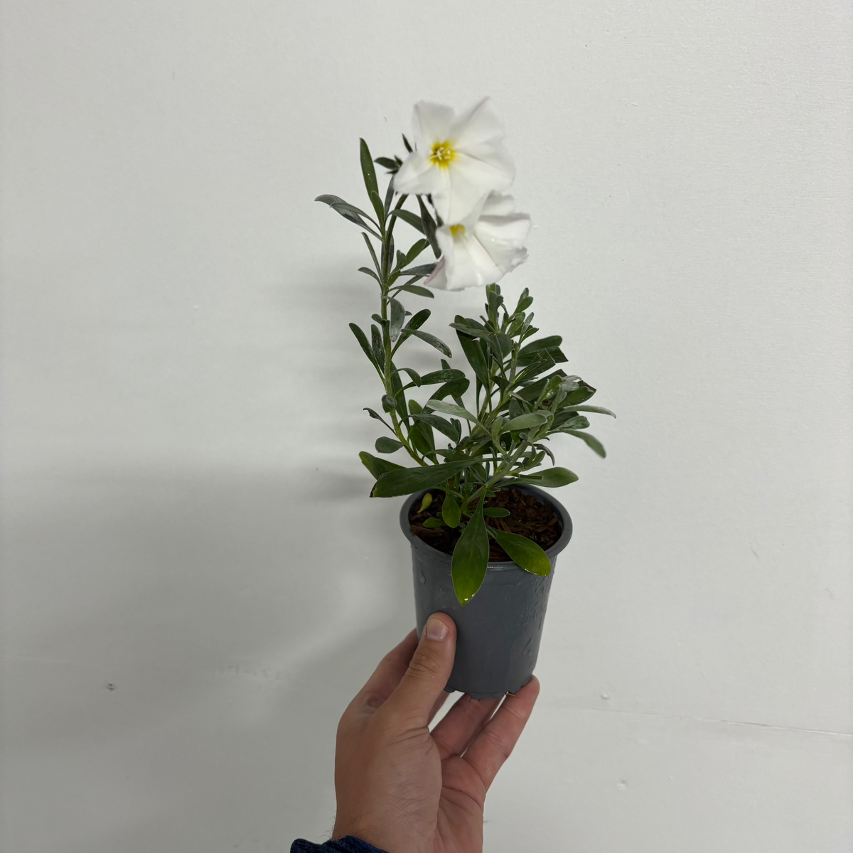 A hand holds a Convolvus cneorum (Silverbush) in a pot, featuring green leaves and a single white, cup-shaped flower with a yellow center, set against a plain white background. Available in 9cm, 1.5L, 2L, or 3L pots.