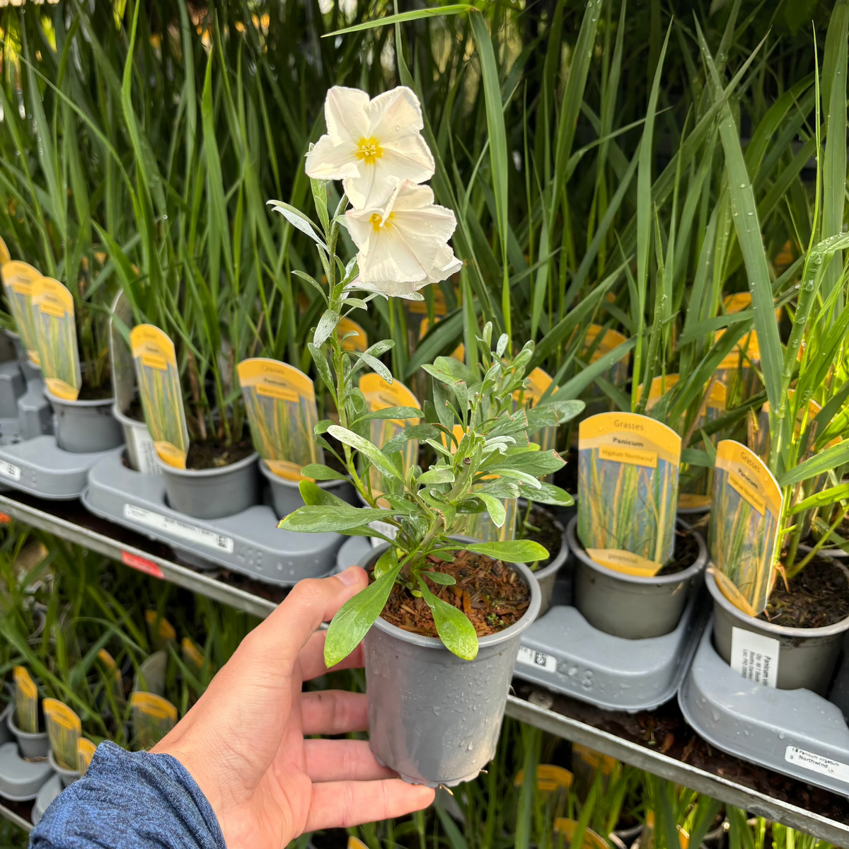 A hand holds a Convolvus cneorum (Silverbush) in a small gray pot, showing its silver foliage and white cup-shaped flowers, with rows of similar yellow-labeled pots on a metal shelf in the background.